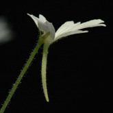 P_emarginata_white2_small