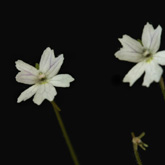 P_emarginata_white_small