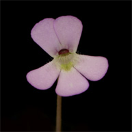 P_esseriana_small