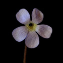 P_filifolia_bl_small