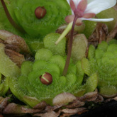 P_gracilis2_small1