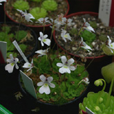 P_gracilis_small