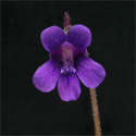 P_grandiflora3_small