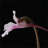 P_grandiflora_rosea1_small