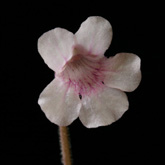 P_grandiflora_rosea_small