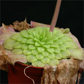 P_hemiepiphytica10_small