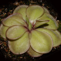 P_hemiepiphytica1_small