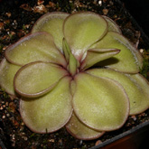 P_hemiepiphytica1_small1