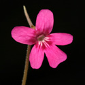 P_hemiepiphytica2_small