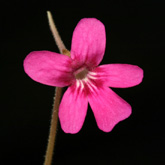 P_hemiepiphytica2_small1