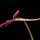 P_hemiepiphytica3_small