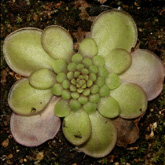 P_hemiepiphytica5_small
