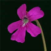 P_hemiepiphytica8_small