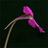 P_hemiepiphytica9_small