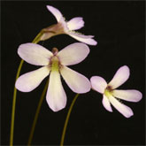 P_heterophylla11_small