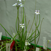 P_heterophylla_small