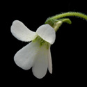 P_heterophylla_small1
