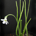 P_heterophyllatmp_small