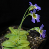 P_hirtiflora_Albanien2_smal