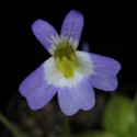 P_hirtiflora_Albanien_small
