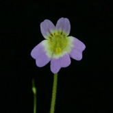 P_hirtiflora_Librasha_small