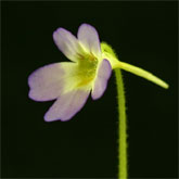 P_hirtiflora_Olymp1_small