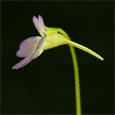 P_hirtiflora_Olymp2_small