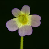 P_hirtiflora_Olymp_small