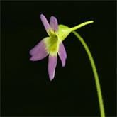 P_hirtiflora_P51_1_small