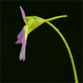 P_hirtiflora_P51_2_small