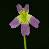 P_hirtiflora_P51_small