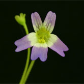 P_hirtiflora_P52_1_small