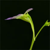 P_hirtiflora_P52_3_small