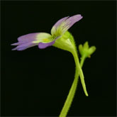 P_hirtiflora_P52_4_small