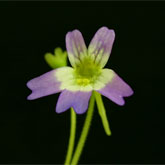 P_hirtiflora_P52_small