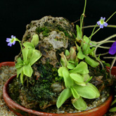 P_hirtiflora_Stein_small1