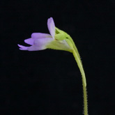 P_hirtiflora_VenRiver1_smal