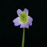 P_hirtiflora_VenRiver_small