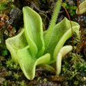 P_hirtiflora_exJugo2_small