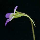 P_hirtiflora_louisii1_small