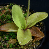 P_hirtiflora_louisii2_small