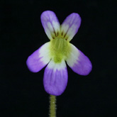 P_hirtiflora_louisii_small