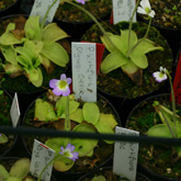 P_hirtiflora_small1