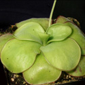 P_ibarrae1_small