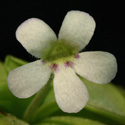 P_ibarrae_small