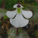P_immaculata_small2