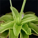 P_ionantha2_small
