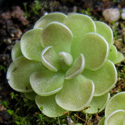 P_jaumavensis1_small