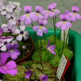 P_jaumavensis_small