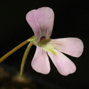 P_jaumavensis_small1